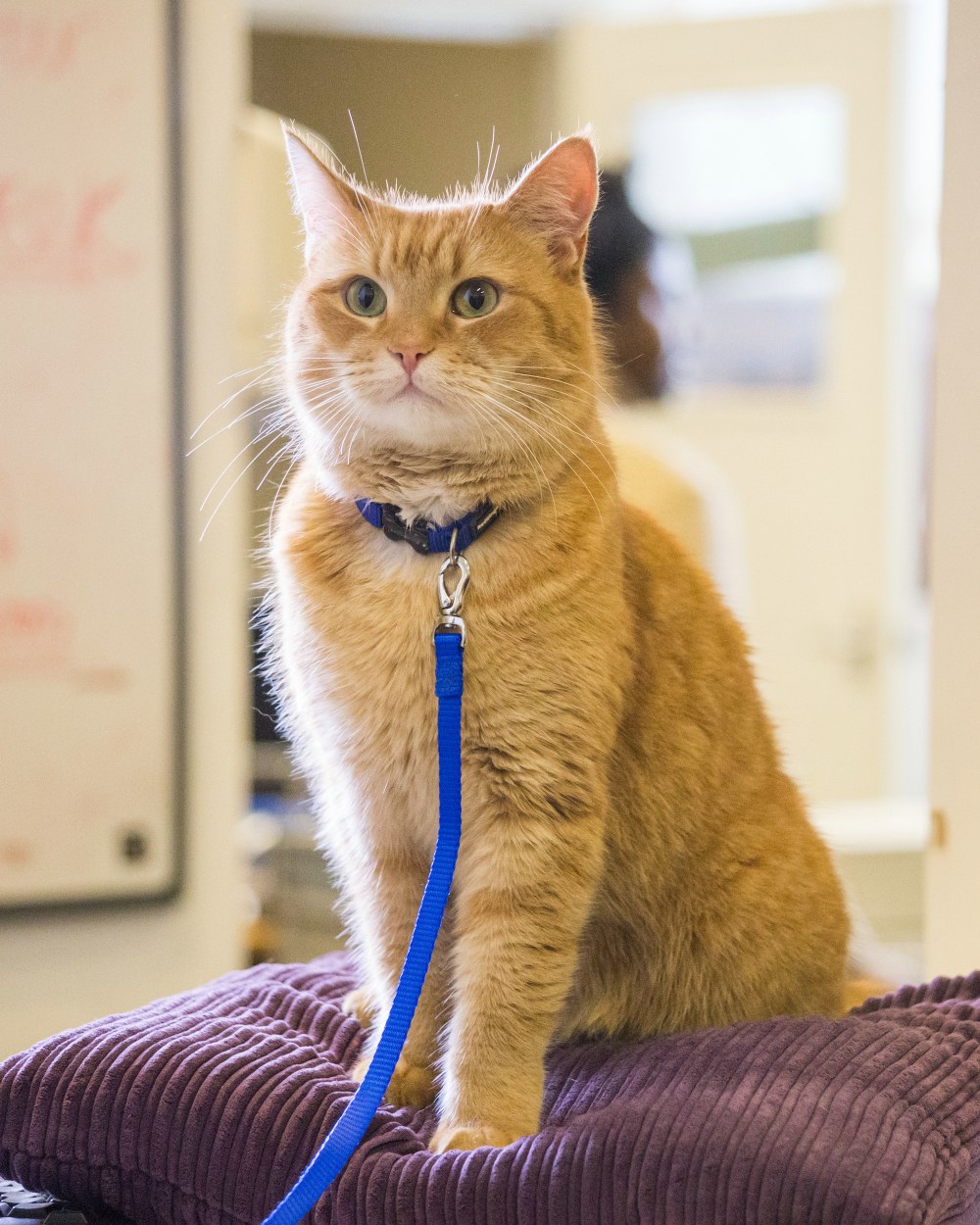 BOB Szenenbild 06 - Copyright Concorde Filmverleih GmbH_groß.jpg